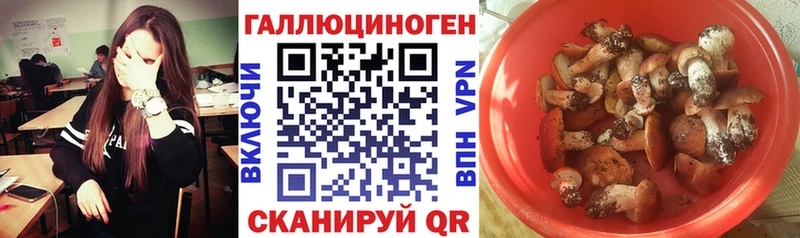 Галлюциногенные грибы Psilocybe  где купить   mega ссылки  Снежногорск 